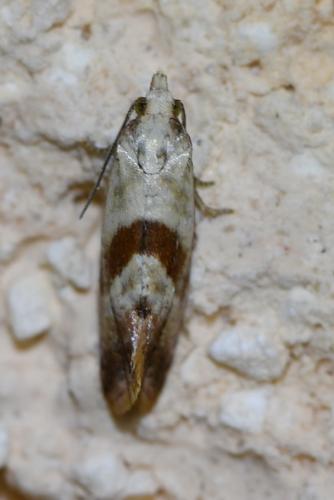 Falseuncaria ruficiliana
